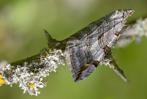Aplocera plagiata, defoliating moth, large St. John's wort tensioner, St. John's wort inchworm,