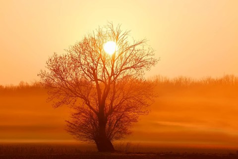 European ash (Fraxinus excelsior) shrouded in morning mist at sunrise, in winter, North
