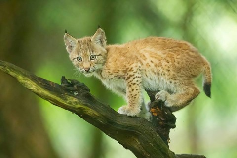 Eurasian lynx (Lynx lynx) youngster (cub) climbing on an old wrotten root in a forest, Bavaria,