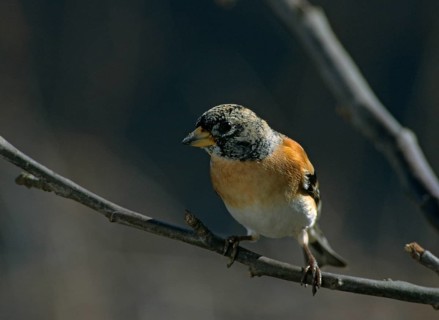 Mountain finch, brambling, fringilla montifringilla, birds, leo, passeri, songbirds, birds