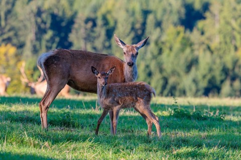A female Altai maral (Cervus canadensis sibiricus) and her calf stand in a green meadow in the
