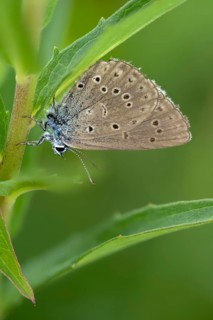 Glaucopsyche Alcon ssp. rebeli, glaucopsyche rebeli, cruciferous ant blue, maculinea rebeli,