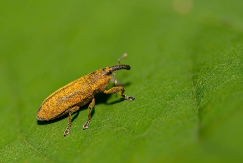 Lixus cf. punctiventris, Lixus punctiventris, Pippau stem weevils, weevils, beetles, coleoptera,