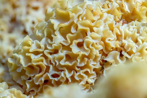 Bear skull, faisterling, fat hen, jewbeard, curly hen, curly goatbeard, giant morel, sparassis