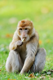 A Barbary macaque or magot (Macaca sylvanus) is sitting in a meadow eating, found in Morocco,