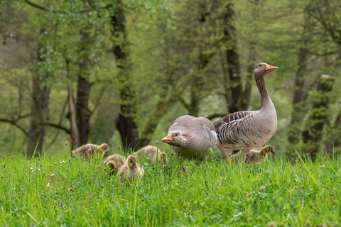 Anser Anser, Branta Canadensis, Canada Goose, Dunenjunge, Elsteral, Germany, Greylag or Graylag