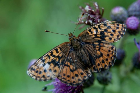 Boloria aquilonaris, cranberry fritillary, high moor mother-of-pearl butterfly, cranberry moth,