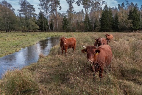 Artiodactyla, Bavaria, Bos Taurus sspec.5, cattle, even-toed ungulate, Höhenvieh, Upper Palatinate,