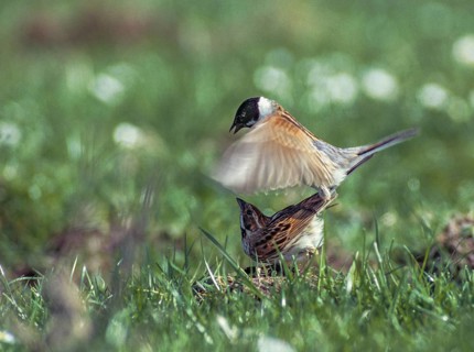 Emberiza Schoeniclus, Reed Bunting, Rohrrammer, Birds, Female, Kopula, Leo, Male, Mating, Male,