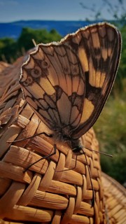 Close-up of a butterfly, the checkerboard butterfly (Melanargia galathea), on a straw hat with a
