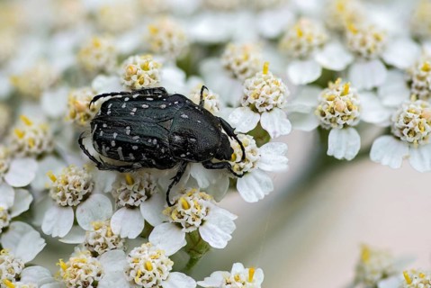 Leaf horn beetle, oxythyrea funesta, rose beetle, scarabaeidae, weeping rose beetle, white spotted