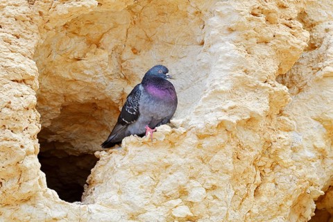 Rock pigeon (Columba livia) sitting at the breeding den in a rock, Algarve, Portugal