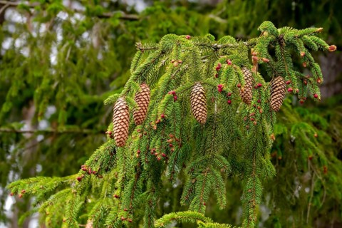 Common spruce, pine family, picea abies, pinaceae, tree, flower, trees, spruce, flora, plants,
