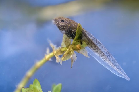 Common frog, rana temporaria, amphibians, amphibians, frog, frog, frogs, tadpole, larva,