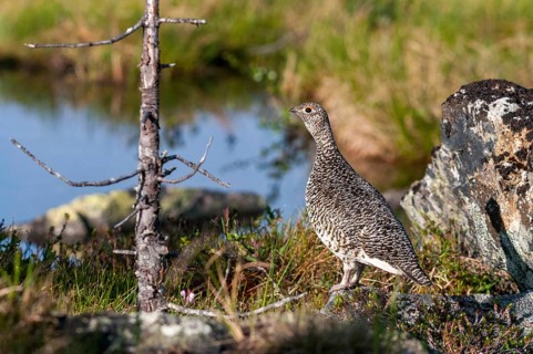 Alpine ptarmigan, Finland, Lagopus muta, Lagopus mutus, Ptarmigan, Birds, Chickens, Female,