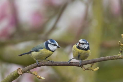 Blue tit (Cyanistes Caeruleus) two adult birds in a garden Magnolia tree full of blossom in spring,