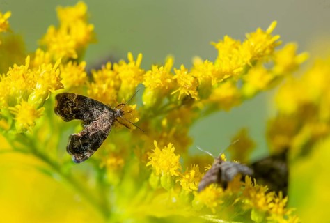 Anthophila fabriciana, brown spreader butterfly, nettle wiper butterfly, common nettle tap,
