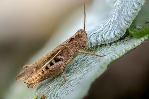Acrididae, caelifera, field locusts, gomphocerinae, grasshoppers, short-feeler, nightingale