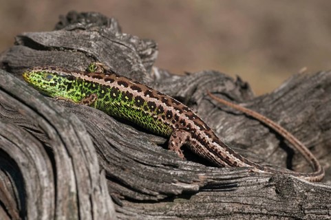 2010, Brandenburg, Germany, Lacerta Agilis, Nabu, national natural heritage, natural paradise