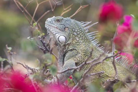 Green iguana (Iguana iguana), Curacao