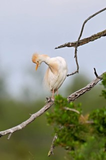 Cattle egret (Bubulcus ibis), perched on a branch, Camargue, southern France, France
