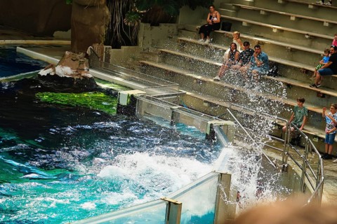 Delfinshow, Delfinarium Duisburg, Duisburg, North Rhine-Westphalia, Germany