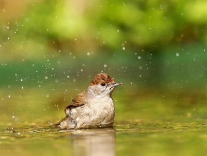 Blackcap (Sylvia atricapilla), female bathing in shallow water with water droplets, Solms, Hesse,