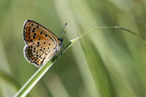 Brown moth, Lycaena tityrus, sulfur bird, sooty purple-edged copper, birds, butterfly, insects,
