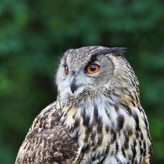 Eurasian eagle-owl (Bubo bubo), animal portrait, Rhineland-Palatinate, Germany