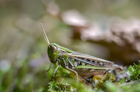 Acrididae, Caelifera, field locust, gomphocerinae, heather grasshopper, short feeler, stenobothrus