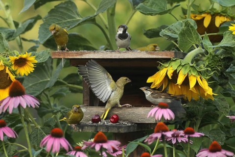 Greenfinches (Chloris chloris) and a male house sparrow at the bird feeder in the summer garden, a