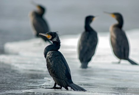 Black shag, cormorant, phalacrocorax carbo, birds, pelecaniforms, ropedes, birds, waterbirds,