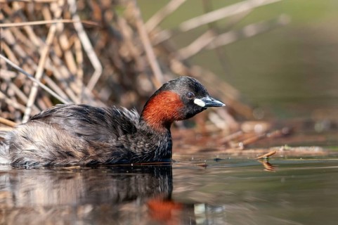 Littele Grebe, Tachybaptus Ruficollis, Little Grebe, Birds, Dabchick, Grebe, Grebe, Podicipedidae,