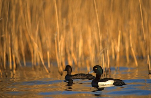 Aythya fuligula, heron duck, tufted duck, anatidae, birds, ducks, ducks, duck birds, female, leo,