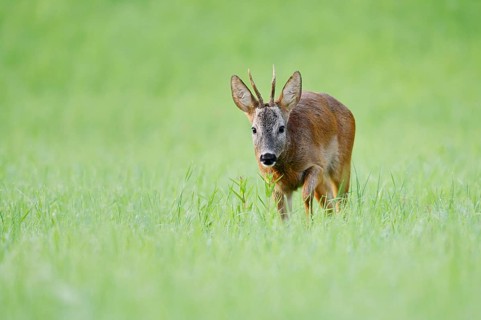 European roe deer (Capreolus capreolus), a roebuck standing in a meadow, North Rhine-Westphalia,