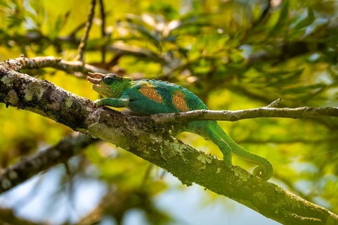 Three-horned chameleon (Trioceros jacksonii), male, Bwindi Impenetrable Forest National Park,