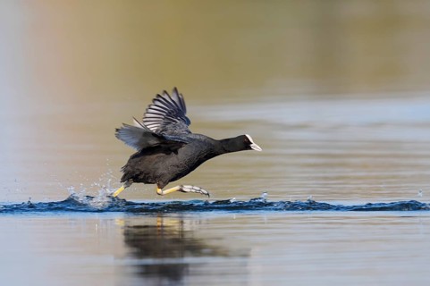 A coot (Fulica atra) walking across the water, North Rhine-Westphalia, Germany