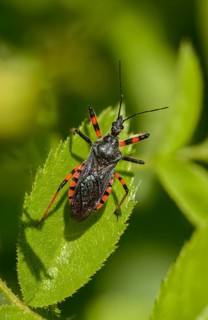 Ringed murder bug, heteroptera, murder bug, reduviidae, rhinocoris annulatus, high size, portrait