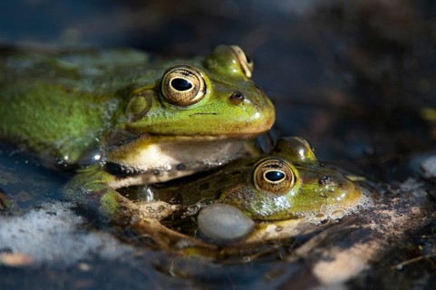 Green frog, pelophylax spec., rana spec., water frog, amphibians, amphibians, frog, frog, frogs,