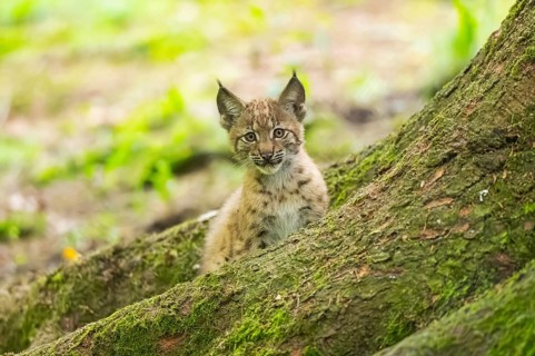 Eurasian lynx (Lynx lynx) youngsters (cub) sitting in a forest, Bavaria, Germany