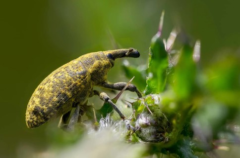 Thistle weevil, larinus cf sturnus, larinus sturnus, weevil, beetle, coleoptera, insects, beetles