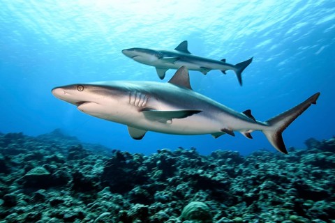 Underwater photograph of two Grey reef sharks (Carcharhinus amblyrhynchos), predatory fish in the