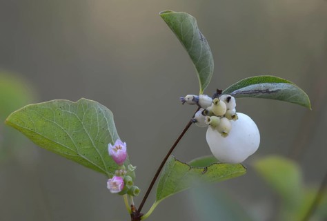Common snowberry, common snowberry, snappy pea, snowberry, symphoricarpos albus, berry, flora,