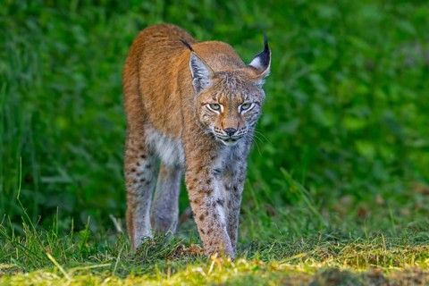 Eurasian lynx, Northern lynx (Lynx lynx lynx) hunting in grassland, meadow at edge of forest