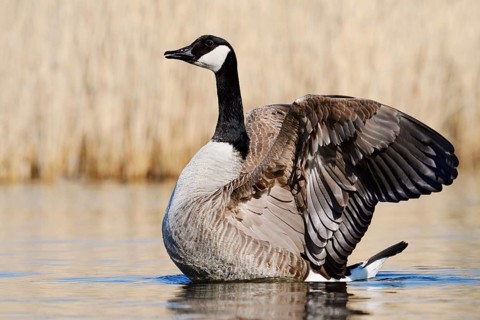 Canada Goose (Branta canadensis), flapping its wings, North Rhine-Westphalia, Germany