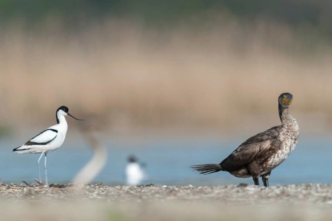 Avocet, black shag, cormorant, phalacrocorax carbo, recurvirostra avosetta, saber beak, birds,