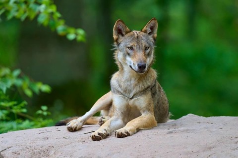A wolf lying on a hill in the middle of a green forest, looking straight at the camera, wolf (Canis