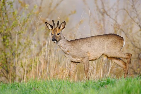 European roe deer (Capreolus capreolus), a roebuck with velvet antlers in spring, North