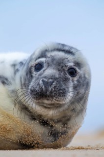 Atlantic grey seal (Halichoerus grypus) juvenile baby pup animal resting on sand of a beach,