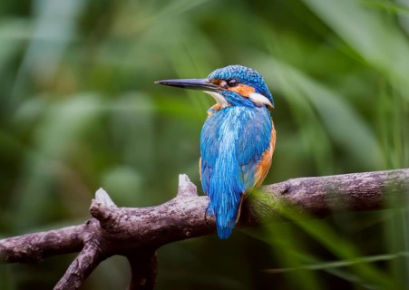 Kingfisher (Alcedo atthis), male perched on a branch in the reeds, Canton of Aargau, Switzerland